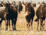 Intelligent Animals: HYENAS Eating, Mating, Laughing [Nature Documentary]