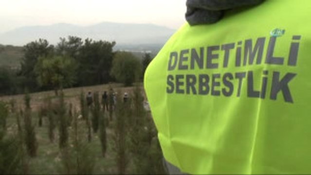Denetimli Serbestlik Hükümlülerinden 15 Temmuz Şehitleri Anısına 249 Fidan