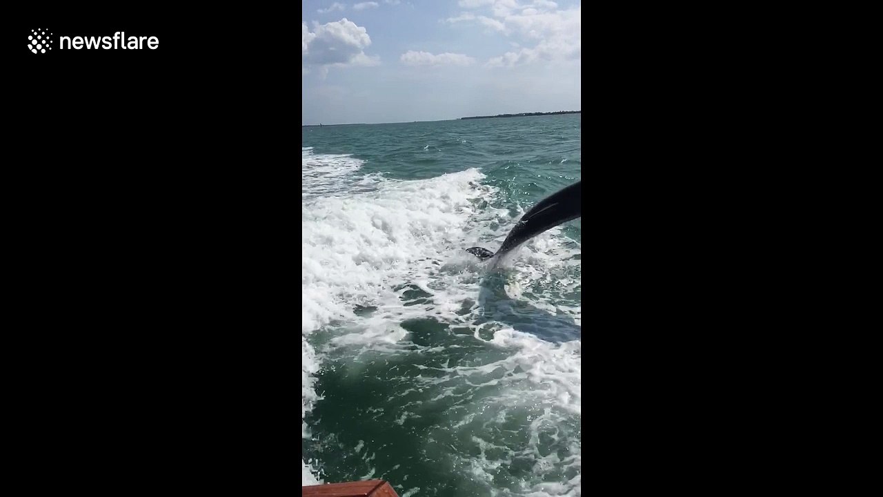 Dolphins playing with boat off the coast of Florida