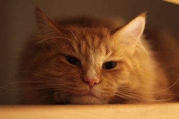 William Wilson of Charlotte NC Shared some Awesome Quotes about Cats