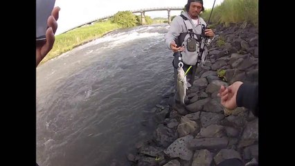 激流のシーバス攻略