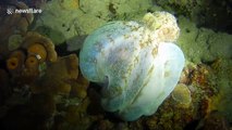Hungry octopus filmed feeding during night dive