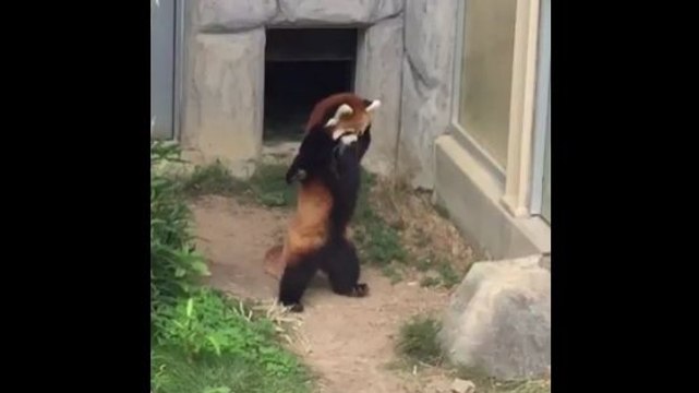 Un panda roux se dresse sur ses pattes arrière