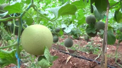 Örtü Altı Kavun, Üreticisini Sevindirdi