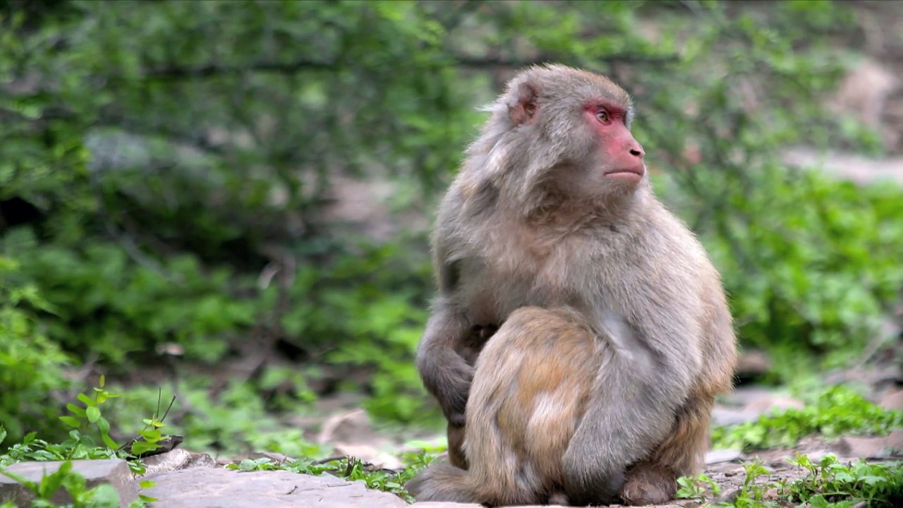 singe
