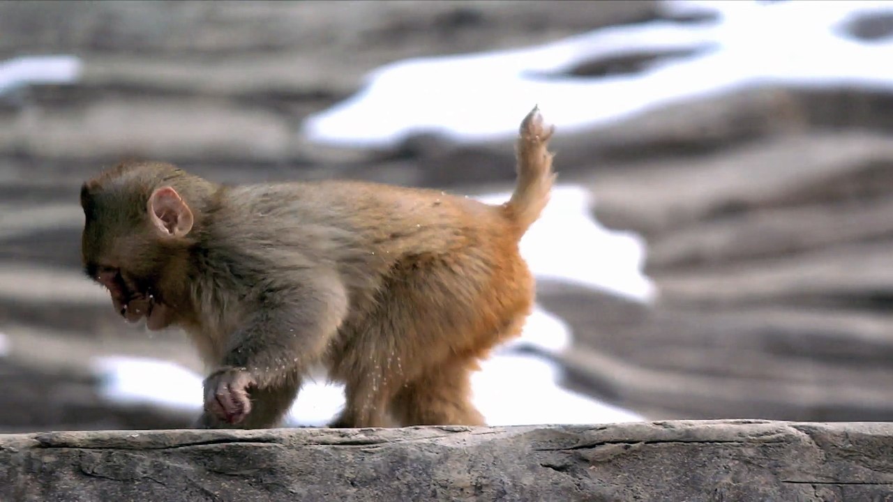 singe bébé