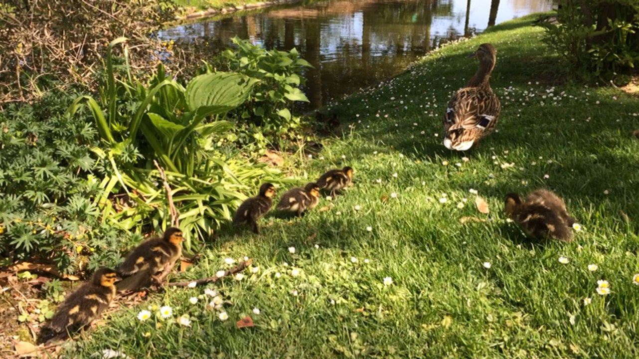 Première sortie pour la cane et ses canards