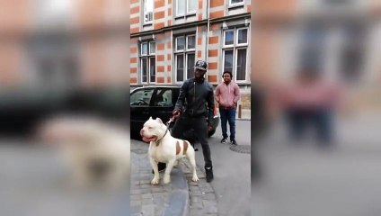 Plus gros Pit Bull de Paris !