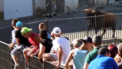Un taureau détruit le 4x4 de touristes !