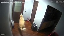 Décidé de ne pas passer la nuit chez le vétérinaire, un chien réussit à s’évader !