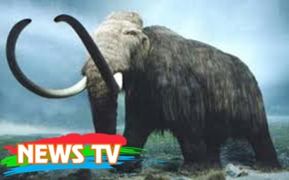 11 sinh vật đã tuyệt chủng nhưng sắp được hồi sinh nhờ các nhà khoa học