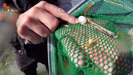 SPIKY Sea Creatures!