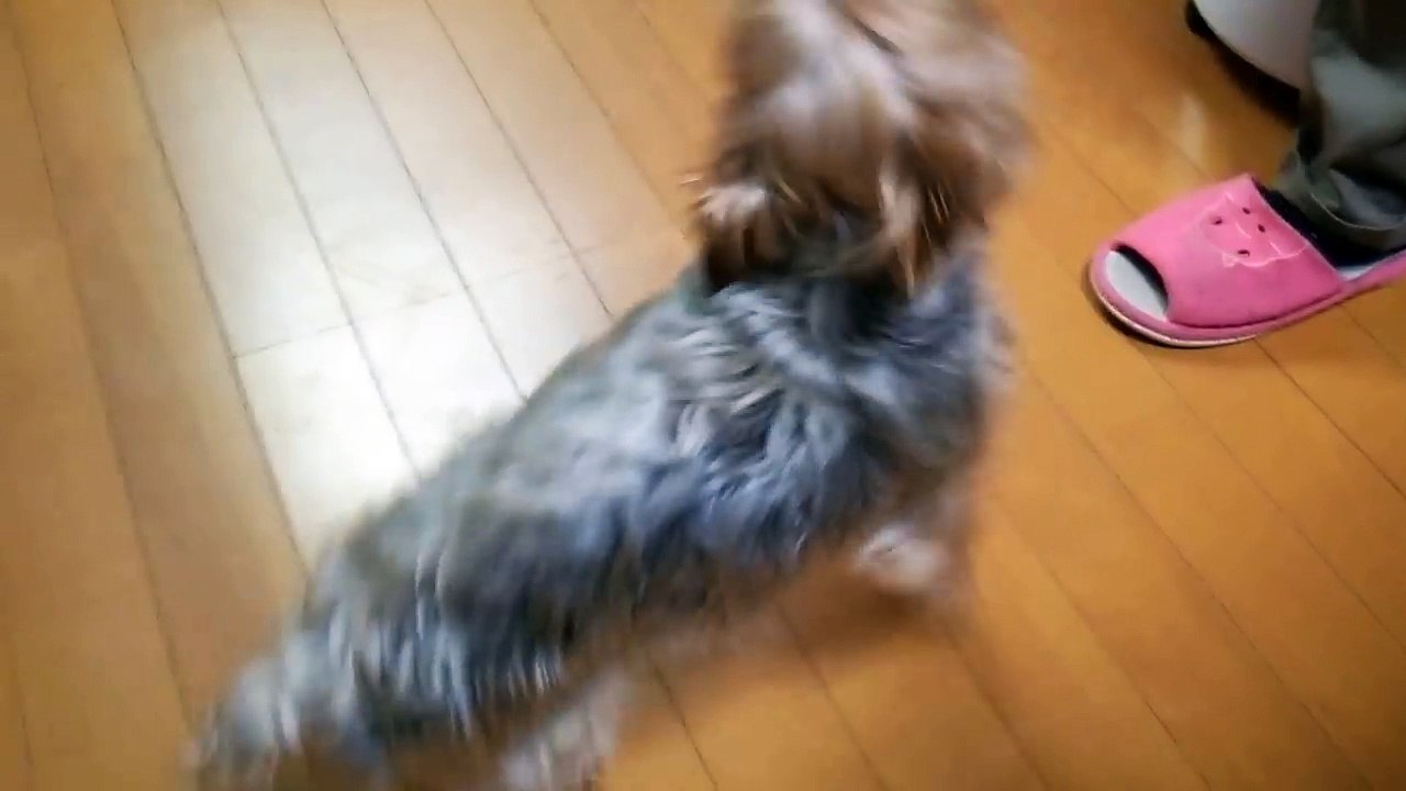 我が家のワンコ　　Home of the dog