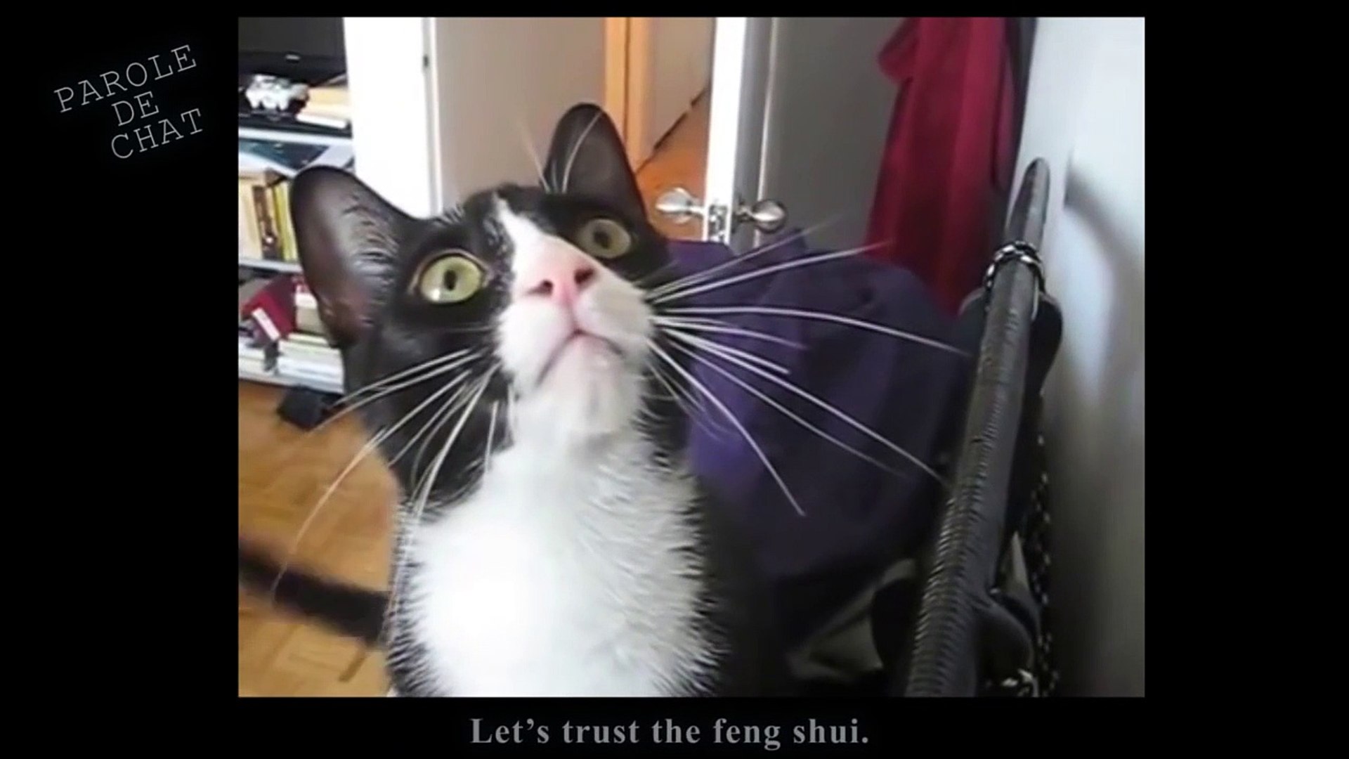 Le Tableau Parole De Chat K5nxvma5ksw Video Dailymotion