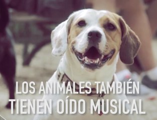 Los animales y la música