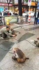Funy clip chines man with monkey