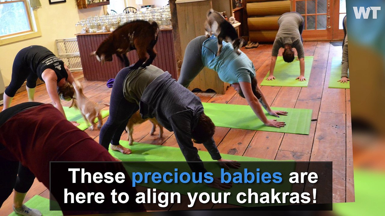 GOAT YOGA Is Finally Here!