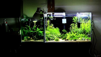 【アクアリウム】45cmスリム水槽石組レイアウトその②