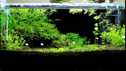【アクアリウム】水槽紹介45cmスリム編【初心者】