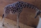 Pregnant April The Giraffe Is Giving Birth On Livestream!