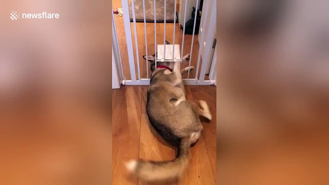 Large husky dog manages to squeeze through tiny cat flap