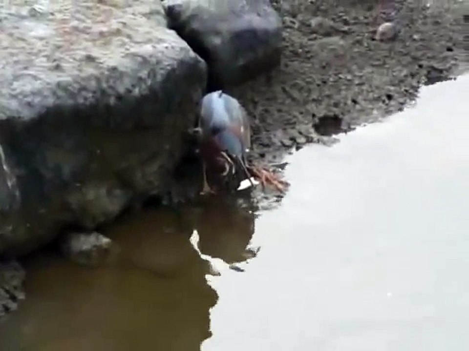 ‫البلشون الاخضر GREEN HERON CATCHING FISH - عالم الطيور Birds of the World   Facebook‬