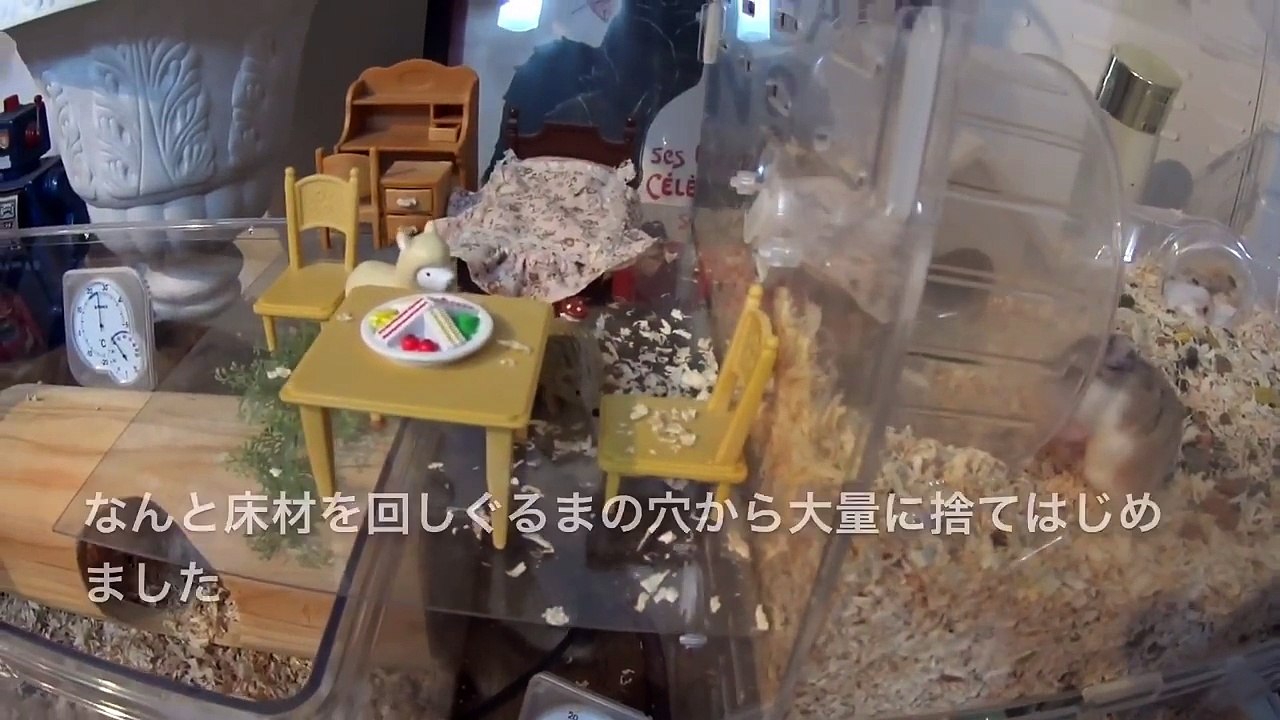 ロボロフスキーハムスター 出産後４日目