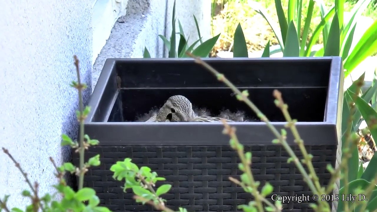 Baby ducks in my pool!  First day of life.  An amazing story.