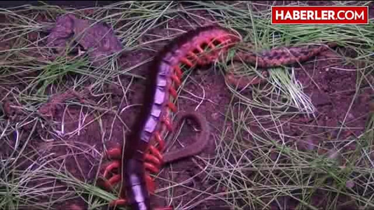 Devasa Kırkayak, Yılanı Alt Etti