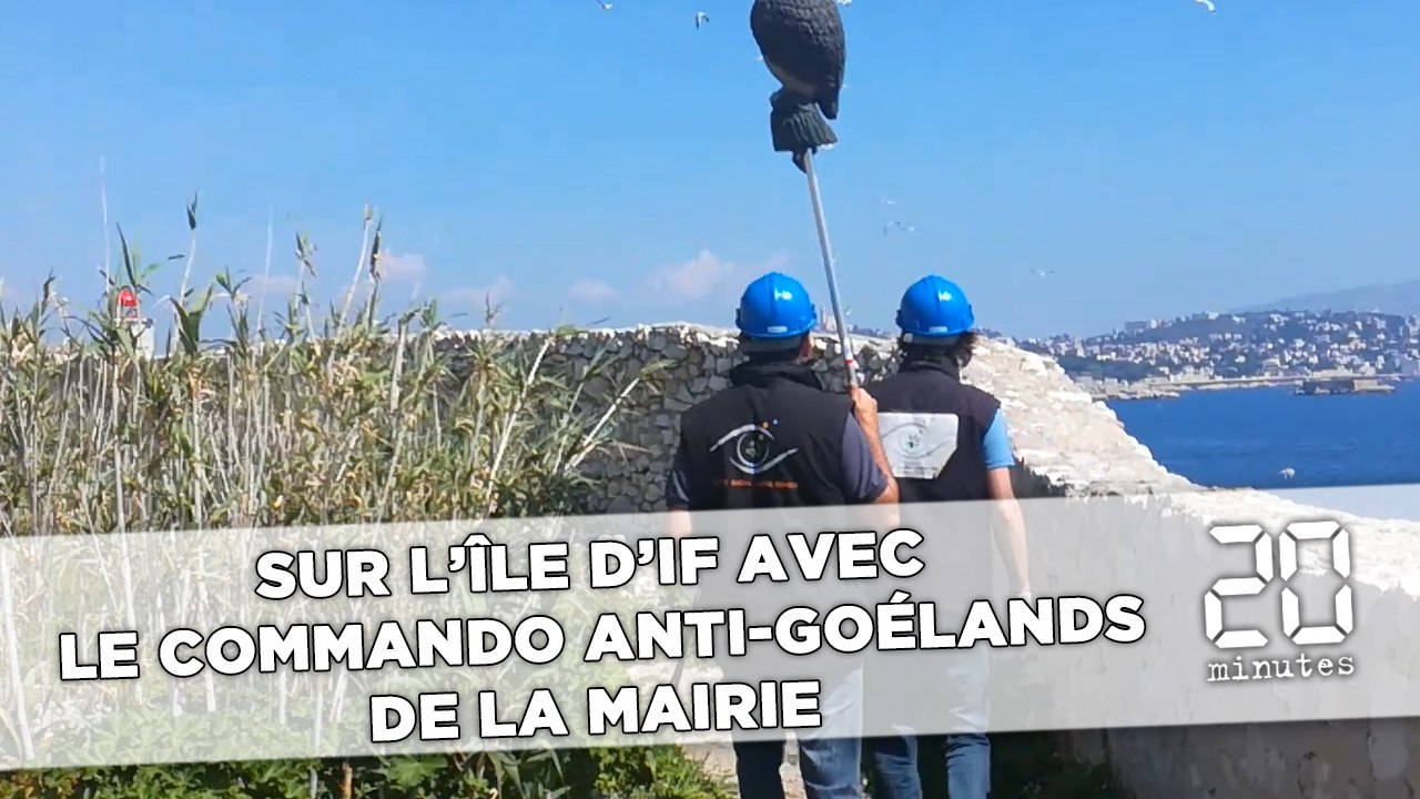 Sur l'île d'If avec le commando anti-goélands de la mairie