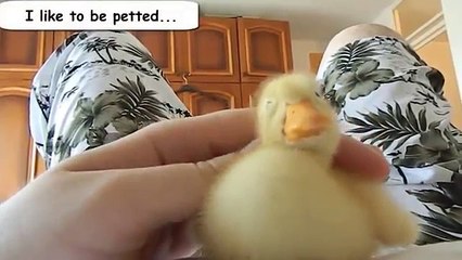 Funny Videos From A Duck's Life - Funny Ducks Compilation 2014