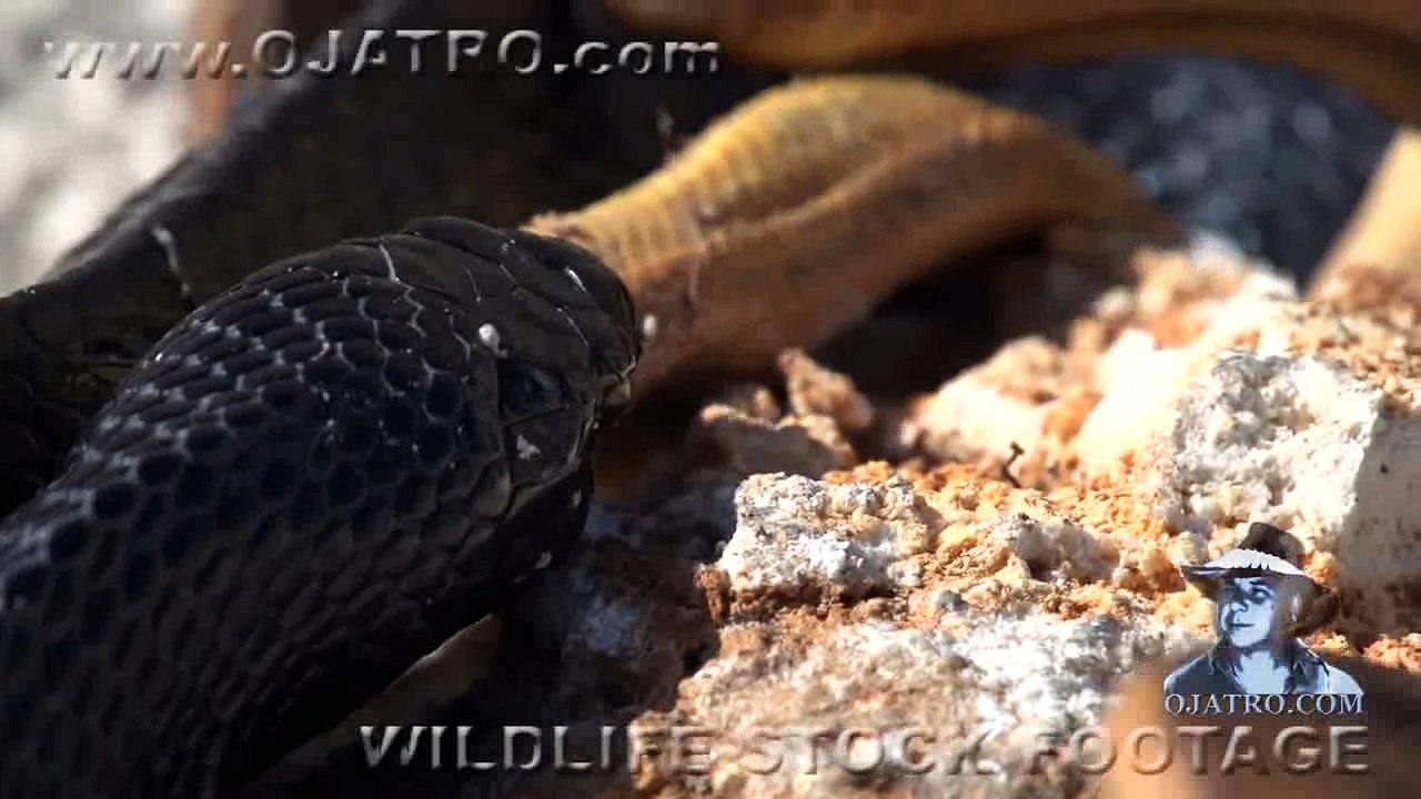Indigo Snake Eats Rat Snake 01 - Snake vs Snake