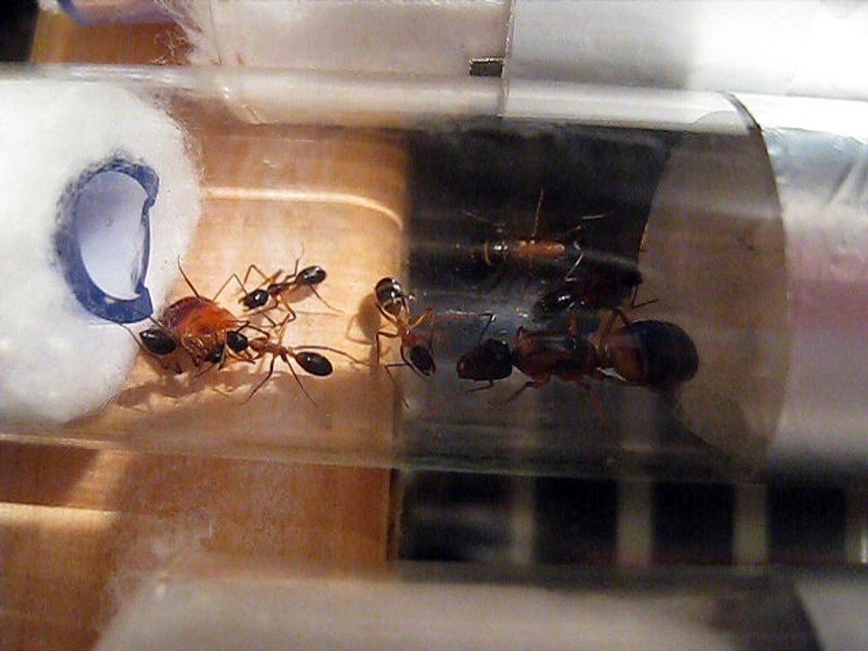 camponotus consobrinus avec reine.