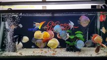 Freshwater Aquarium Fish _ aquarium beautiful discus of vietbacmedia-W