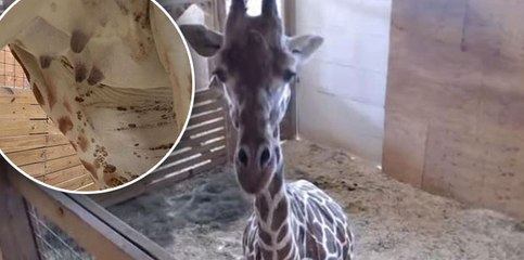 You Won&#039;t Believe The Insane Scandal Surrounding April The Giraffe&#039;s Pregnancy