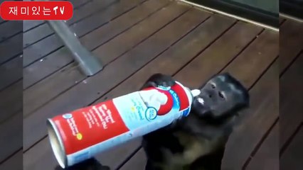 sevimli maymunların komik halleri izleyelim