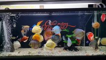 Freshwater Aquarium Fish _ aquarium beautiful discus of vietbacmedia-W