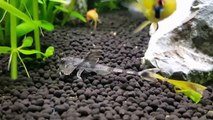 clean fish tank aquarium tank-VpFrSou
