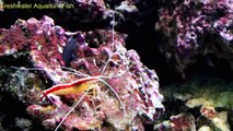 Freshwater Aquarium Fish _ Shrimp tank-hp1ry