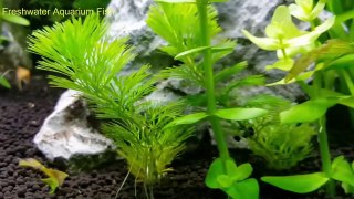 clean fish tank aquarium tank-VpFrS