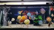 Freshwater Aquarium Fish _ aquarium beautiful discus of vietbacmedia-WB2y