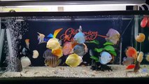 Freshwater Aquarium Fish _ aquarium beautiful discus of vietbacmedia-WB2y