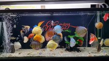 Freshwater Aquarium Fish _ aquarium beautiful discus of vietbacmedia-WB2yqc