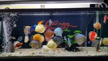 Freshwater Aquarium Fish _ aquarium beautiful discus of vietbacmedia-WB2yq