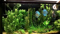 Freshwater Aquarium Fish_Discus Feeding-iyCxjJRf