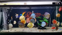 Freshwater Aquarium Fish _ aquarium beautiful discus of vietbacmedia-WB2