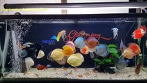 Freshwater Aquarium Fish _ aquarium beautiful discus of vietbacmedia-WB2yqc
