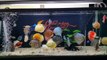 Freshwater Aquarium Fish _ aquarium beautiful discus of vietbacmedia-WB