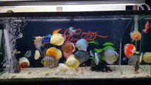 Freshwater Aquarium Fish _ aquarium beautiful discus of vietbacmedia-WB