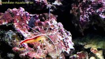 Freshwater Aquarium Fish _ Shrimp tank-hp1ryZ